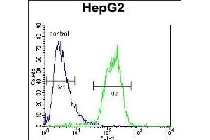 ACOT11 Antibody (C-term) (ABIN654089 and ABIN2843976) flow cytometric analysis of HepG2 cells (right histogram) compared to a negative control cell (left histogram). (ACOT11 antibody  (C-Term))