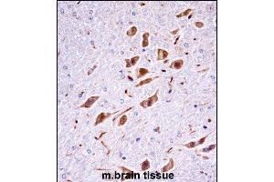 Mouse Pak3 Antibody (N-term) ((ABIN657852 and ABIN2846813))immunohistochemistry analysis in formalin fixed and paraffin embedded mouse brain tissue followed by peroxidase conjugation of the secondary antibody and DAB staining. (PAK3 antibody  (N-Term))