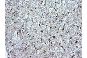 Image no. 2 for anti-Leucine Zipper and CTNNBIP1 Domain Containing (LZIC) antibody (ABIN1499239) (LZIC antibody)