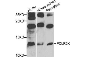 Western blot analysis of extracts of various cell lines, using POLR2K antibody (ABIN6003568) at 1/1000 dilution. (POLR2K antibody)