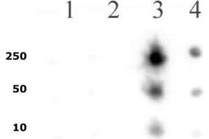 RNA pol II CTD phospho Ser5 pAb tested by dot blot analysis. (Rpb1 CTD antibody  (pSer5, Ser5))