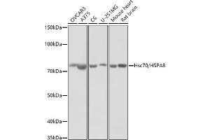 Western blot analysis of extracts of various cell lines, using (ABIN3016123, ABIN3016124, ABIN3016125 and ABIN6219558) at 1:1000 dilution. (Hsc70 antibody  (AA 1-300))
