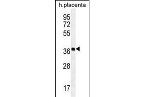 OR5AS1 Antibody (C-term) (ABIN656069 and ABIN2845418) western blot analysis in human placenta tissue lysates (35 μg/lane). (OR5AS1 antibody  (C-Term))