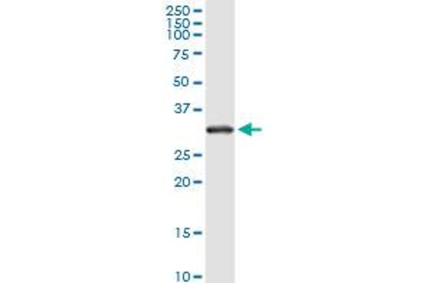 RPS2 antibody  (AA 198-293)