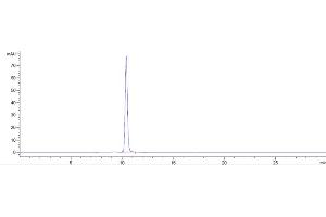 anti-Signal-Regulatory Protein gamma (SIRPG) antibody