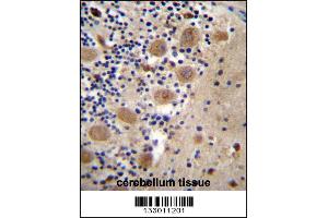 AFG3L2 Antibody immunohistochemistry analysis in formalin fixed and paraffin embedded human cerebellum tissue followed by peroxidase conjugation of the secondary antibody and DAB staining.
