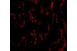 Immunofluorescence of BANF1 in human kidney tissue with AP30119PU-N BANF1 antibody at 20 μg/ml. (BANF1 antibody  (N-Term))