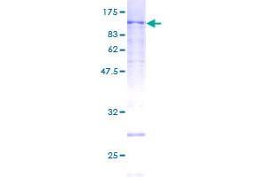MCM5 Protein (AA 1-734) (GST tag)