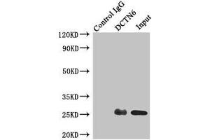 Immunoprecipitating DCTN6 in A549 whole cell lysate Lane 1: Rabbit control IgG instead of (1 μg) instead of ABIN7150823 in A549 whole cell lysate. (DCTN6 antibody  (AA 1-190))