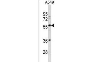 BTN2A3 Antibody (Center) (ABIN1538256 and ABIN2838251) western blot analysis in A549 cell line lysates (35 μg/lane). (BTN2A3P antibody  (AA 293-319))
