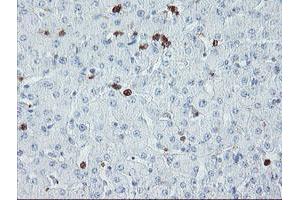 Image no. 1 for anti-Ubiquitin Specific Peptidase 36 (USP36) (AA 589-972) antibody (ABIN1491604) (USP36 antibody  (AA 589-972))