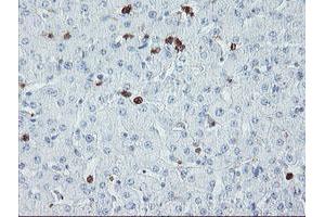 Image no. 1 for anti-Ubiquitin Specific Peptidase 36 (USP36) (AA 589-972) antibody (ABIN1491604)