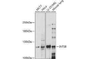 Western blot analysis of extracts of various cell lines, using INTS8 antibody (ABIN7267915) at 1:1000 dilution. (INTS8 antibody  (AA 150-250))