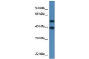 Image no. 1 for anti-Nucleoporin 37kDa (NUP37) (AA 53-102) antibody (ABIN6746266) (NUP37 antibody  (AA 53-102))