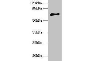 Western blot All lanes: ARMCX2 antibody at 5 μg/mL + MCF-7 whole cell lysate Secondary Goat polyclonal to rabbit IgG at 1/10000 dilution Predicted band size: 66 kDa Observed band size: 66 kDa