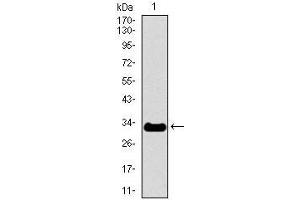 Western blot analysis using NEFH mAb against human NEFH recombinant protein. (NEFH antibody  (AA 968-1020))