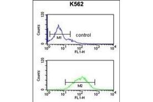 GABRG3 Antibody (N-term) (ABIN650995 and ABIN2840029) flow cytometric analysis of K562 cells (bottom histogram) compared to a negative control cell (top histogram). (GABRG3 antibody  (N-Term))