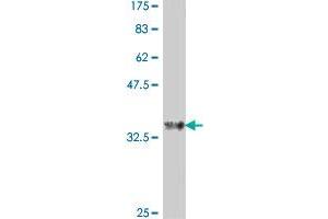 Western Blot detection against Immunogen (36. (XCL1 antibody  (AA 22-114))