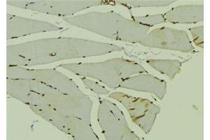 ABIN6278734 at 1/100 staining Mouse muscle tissue by IHC-P.