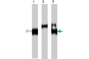 Western blot analysis of COS-7 cells transfecting T7-tagged mouse BNAS2, using BNAS2 polyclonal antibody  .