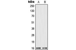 Western blot analysis of MRPL14 expression in HeLa (A), HEK293 (B) whole cell lysates.