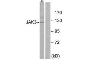 Western blot analysis of extracts from Jurkat cells, using JAK3 (Ab-785) Antibody. (JAK3 antibody  (AA 751-800))
