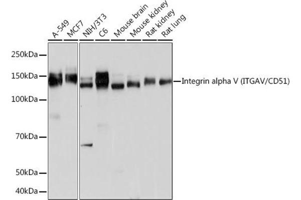 CD51 antibody