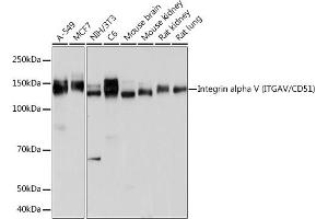 Western blot analysis of extracts of various cell lines, using Integrin alpha V (ITGAV/CD51) (ITGAV/CD51) antibody (ABIN7267922) at 1:1000 dilution.