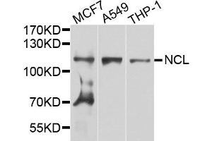Western blot analysis of extract of various cells, using NCL antibody. (Nucleolin antibody)