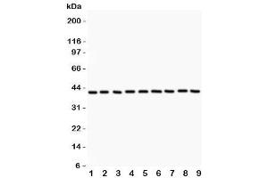 Western blot testing of Annexin A1 antibody and Lane 1:  HEPG2 (Annexin a1 antibody  (AA 2-346))