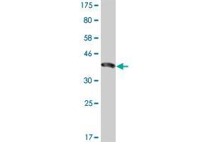 Enamelin antibody  (AA 1043-1141)