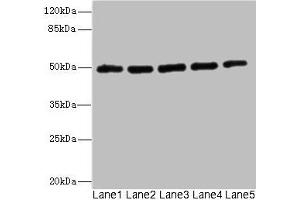 Western blot All lanes: KCNJ4 antibody at 2. (KCNJ4 antibody  (AA 316-445))
