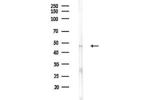 Western blot analysis of lysates from Hela cells(LPS 4h treatment), using HAPLN1 Antibody at 1/1000 dilution.