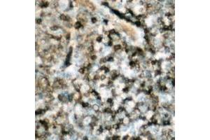 Immunohistochemical analysis of p47 phox (pS359) staining in human lymph node formalin fixed paraffin embedded tissue section. (NCF1 antibody  (C-Term, pSer359))