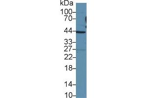 Western Blot; Sample: Human HepG2 cell lysate; Primary Ab: 2µg/ml Rabbit Anti-Human TAZ Antibody Second Ab: 0. (TAZ antibody  (AA 154-292))