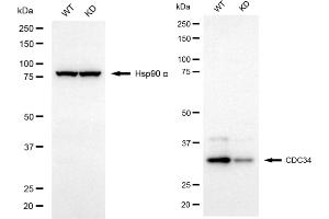 Western blotting analysis using CDC34 antibody (ABIN7798008). (Recombinant CDC34 antibody)
