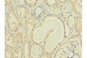 Immunohistochemistry of paraffin-embedded human kidney tissue using ABIN7150185 at dilution of 1:100