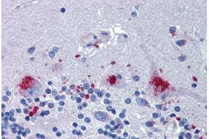Anti-C14orf1 antibody  ABIN1048360 IHC staining of human brain, cerebellum. (C14orf1 antibody  (Internal Region))