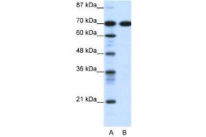 WB Suggested Anti-RRN3  Antibody Titration: 0.