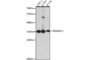 Western blot analysis of extracts of various cell lines, using TIMMDC1 antibody (ABIN7270929) at 1:1000 dilution. (TIMMDC1 antibody  (AA 206-285))