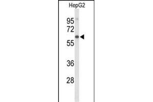 Western blot analysis of AFM Antibody (N-term) (ABIN653397 and ABIN2842856) in HepG2 cell line lysates (35 μg/lane). (Afamin antibody  (N-Term))