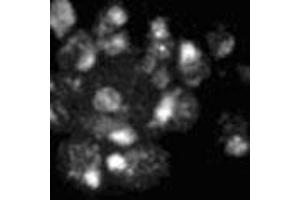 Immunofluorescence showing Mad1p polyclonal antibody  on yeast. (PSMD14 antibody)