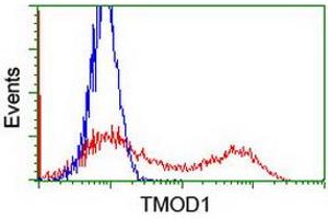 HEK293T cells transfected with either RC201134 overexpress plasmid (Red) or empty vector control plasmid (Blue) were immunostained by anti-TMOD1 antibody (ABIN2454776), and then analyzed by flow cytometry. (Tropomodulin 1 antibody)