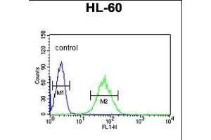 SNRPD1 Antibody (Center) (ABIN389356 and ABIN2839462) flow cytometric analysis of HL-60 cells (right histogram) compared to a negative control cell (left histogram). (SNRPD1 antibody  (AA 46-78))