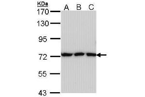 WB Image Sample (30 ug of whole cell lysate) A: A431 , B: H1299 C: Hela 7. (Transferrin antibody)