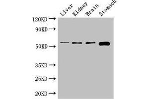 Western Blot Positive WB detected in: Mouse liver tissue, Mouse kidney tissue, Mouse brain tissue, Mouse stomach tissue All lanes: NOTUM antibody at 2. (NOTUM antibody  (AA 100-235))