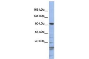 Image no. 1 for anti-Myosin IC (MYO1C) (AA 143-192) antibody (ABIN6743264) (Myosin IC antibody  (AA 143-192))