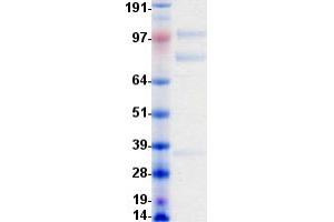 Western Blotting (WB) image for Macrophage Stimulating 1 Receptor (C-Met-Related tyrosine Kinase) (MST1R) protein (DYKDDDDK-His Tag) (ABIN2713409)