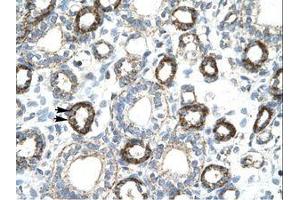 Image no. 1 for anti-Forkhead Box F2 (FOXF2) (AA 52-101) antibody (ABIN202540) (FOXF2 antibody  (AA 52-101))