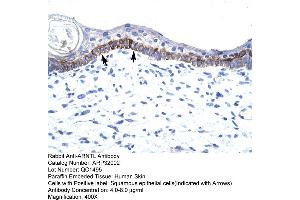 Human Skin (ARNTL antibody  (N-Term))